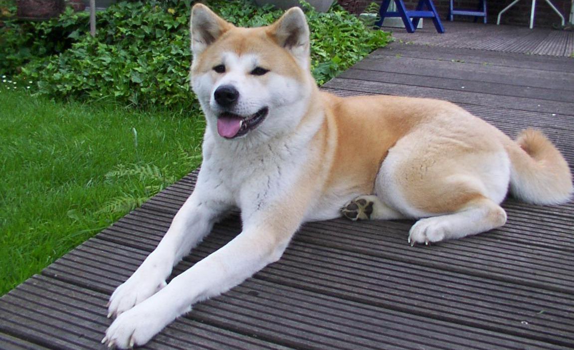 Akita: The Dignified Guardian With Trust Issues (Image Credits: Wikimedia)