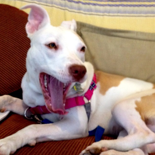 Those Stress-Relief Yawns (Image Credits: Flickr)