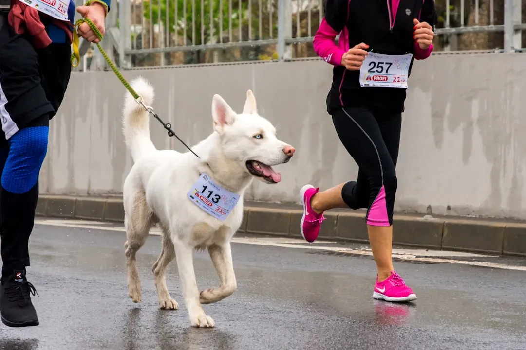 #6 - How Much Exercise Your Dog Actually Gets, Not What You Claim (Image Credits: Unsplash)