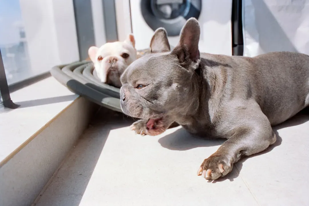 A Final Word for Every Frenchie Parent (Image Credits: Unsplash)