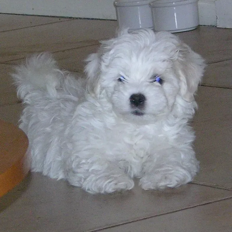 Coton de Tulear (Image Credits: Flickr)
