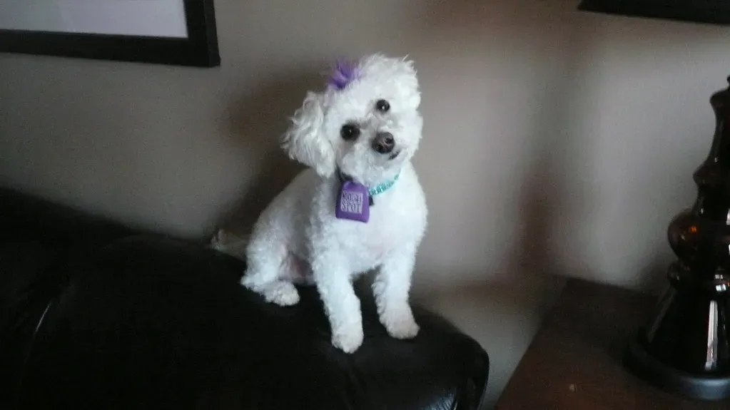 Their White Coats Show Every Speck of Dirt and Require Special Care (Image Credits: Flickr)