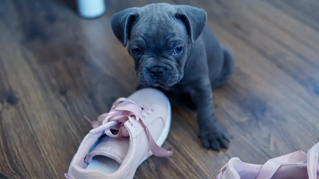 How Dogs Learn Routines (And Why Shoes Are a Big Deal) (Image Credits: Unsplash)