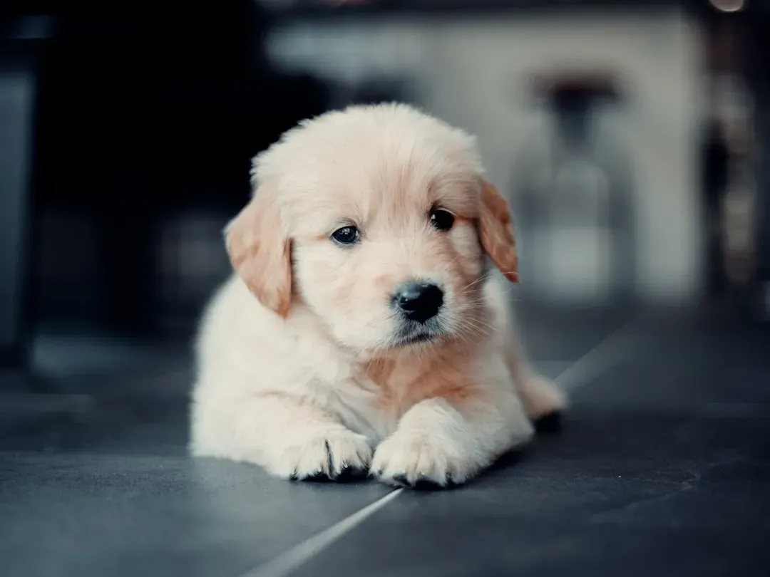 17. Golden Retriever: Gentle, Patient, and Almost Impossibly Kind (Image Credits: Unsplash)