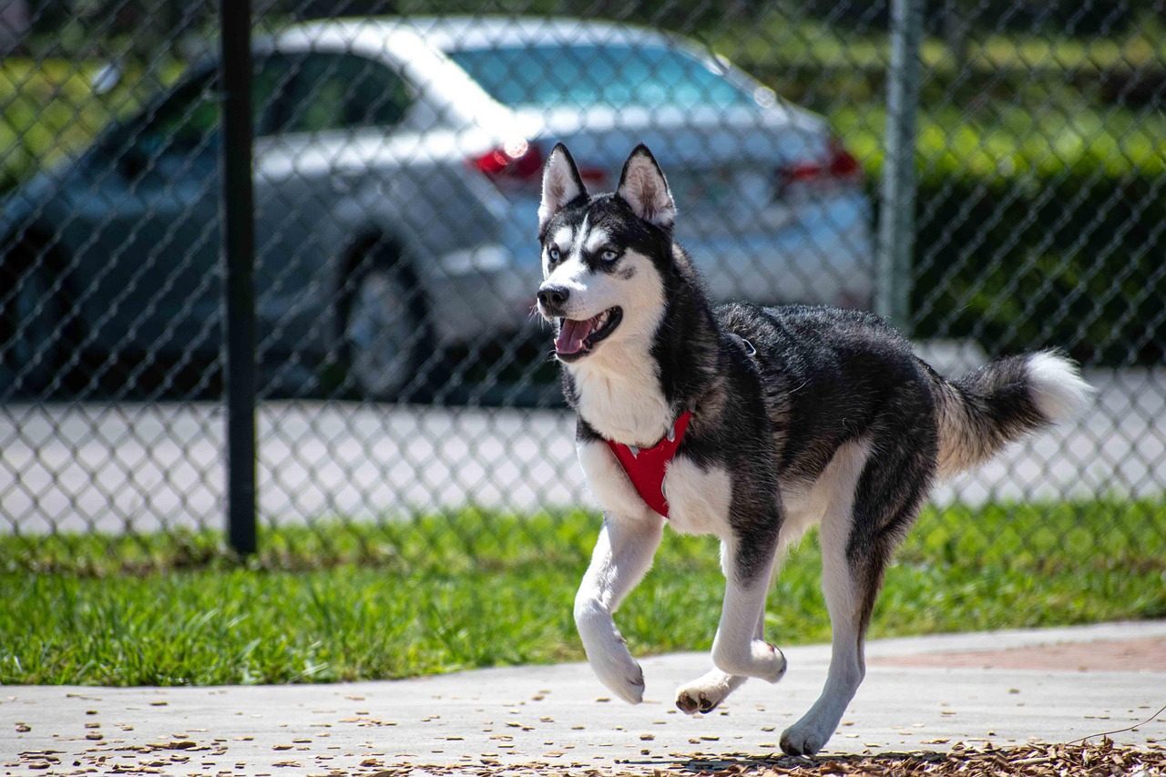 Siberian Husky: High Energy, Higher Mischief (Image Credits: Pixabay)