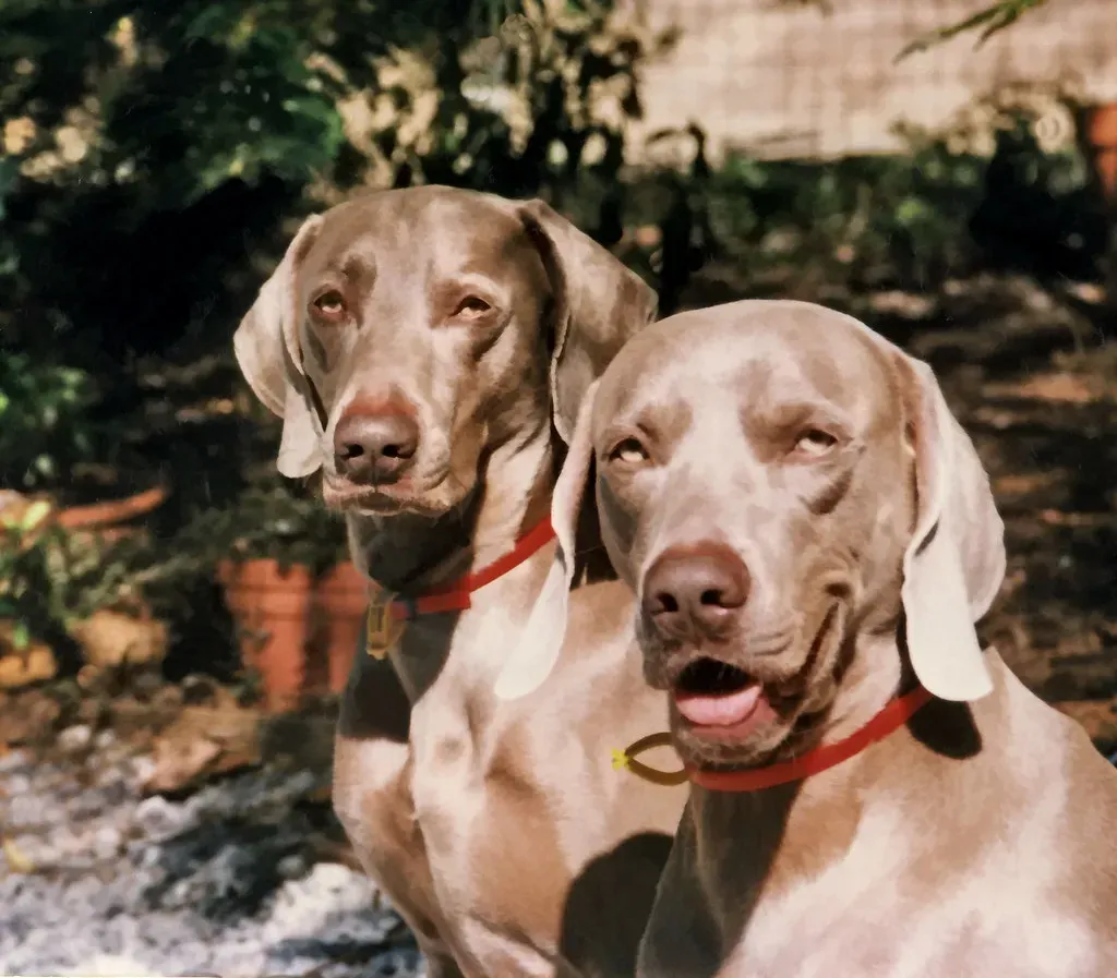 Weimaraners: High-Strung Hunting Machines (Image Credits: Flickr)