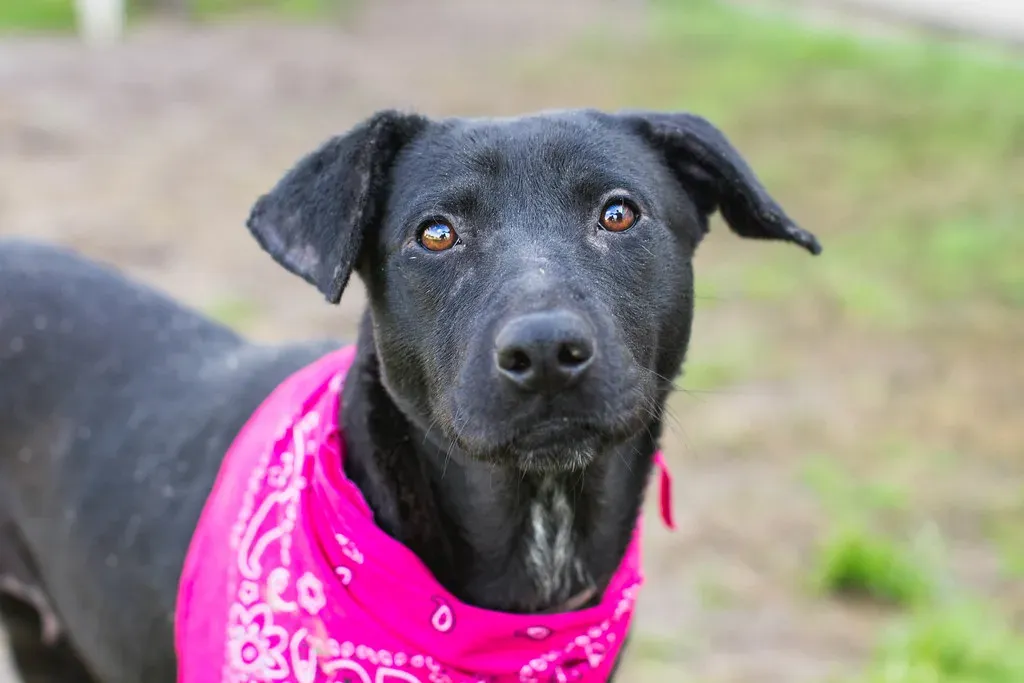 Gemini: Too Many Interests, Too Little Focus (Image Credits: Flickr)