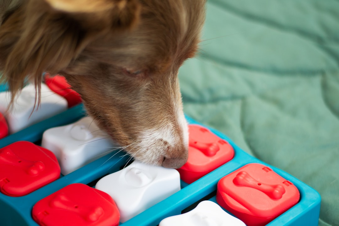 Provide Mental Stimulation Through Interactive Play (Image Credits: Unsplash)