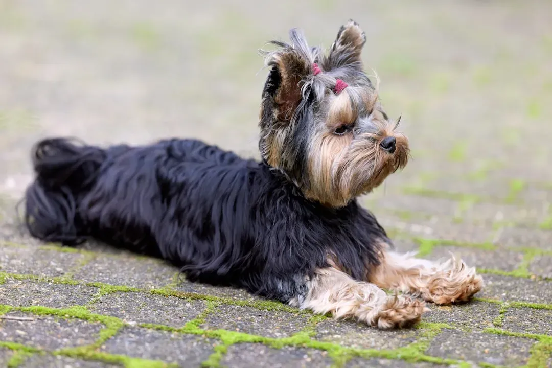 Yorkshire Terrier: Tiny Dog, Giant Grooming Needs (Image Credits: Unsplash)