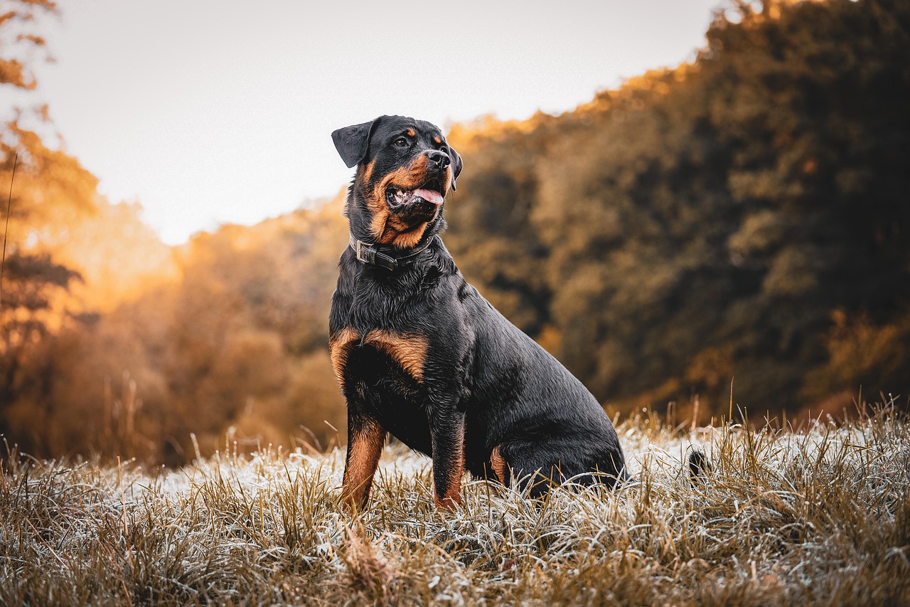 Rottweilers: The Loyal Protectors (Image Credits: Pixabay)