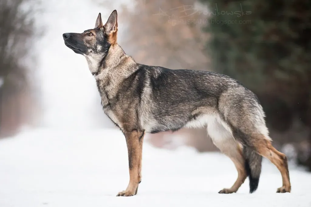 German Shepherds: The Versatile Workers (Image Credits: Flickr)