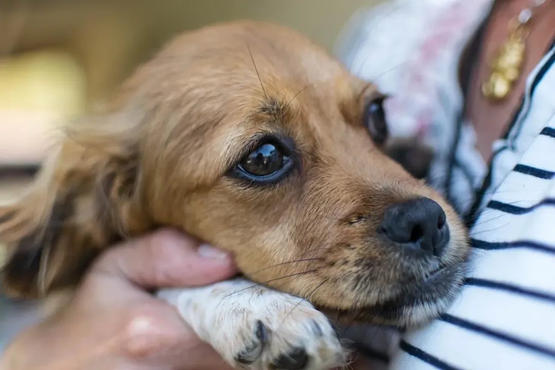 2. During Thunderstorms, Fireworks, and Scary Noises They Don’t Understand (Image Credits: Unsplash)