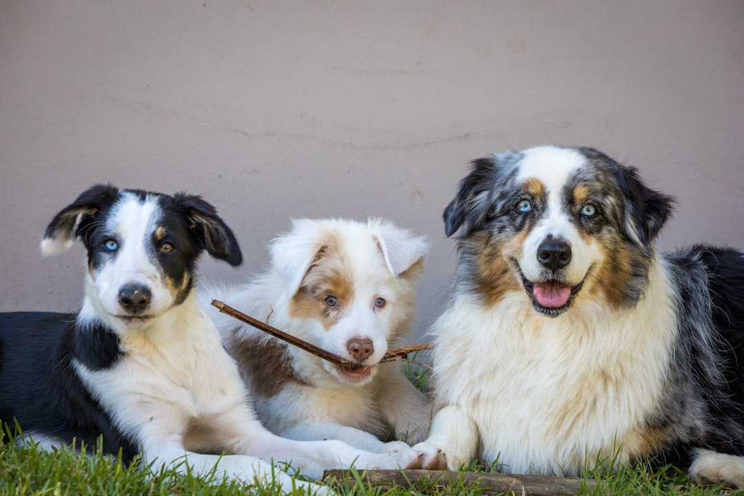 Legal Protections and State Laws (Image Credits: Unsplash)