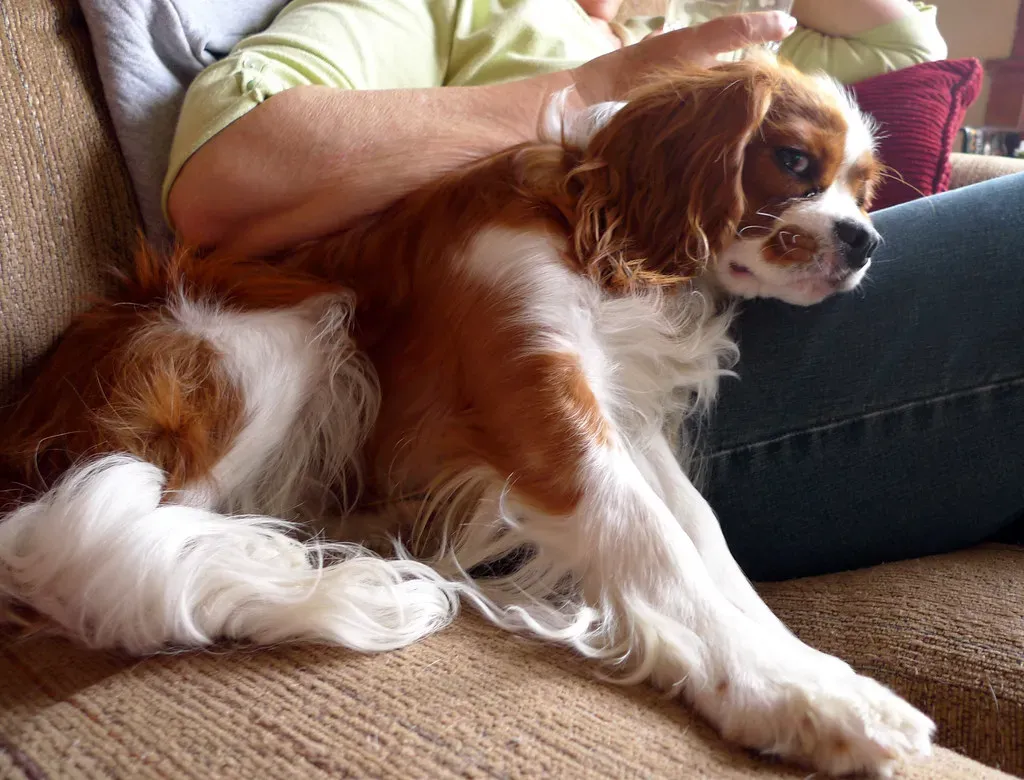 Cavalier King Charles Spaniel: The Royal Lap Warmer (Image Credits: Flickr)
