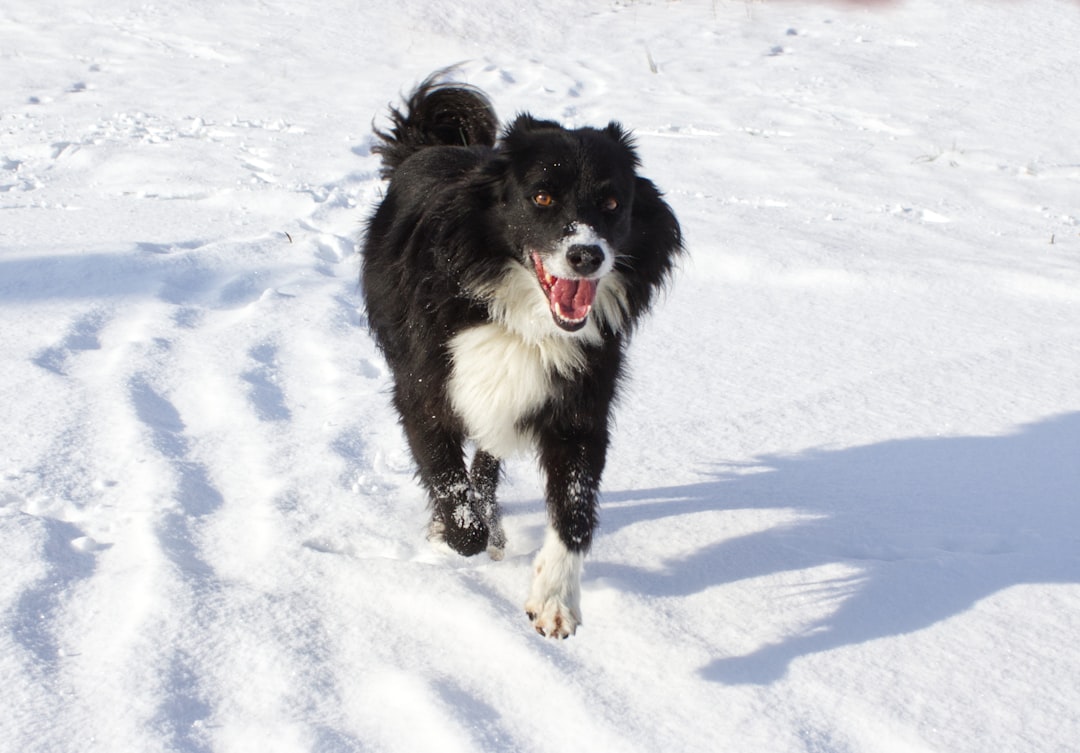 Border Collie: The Mind Reader (Image Credits: Unsplash)