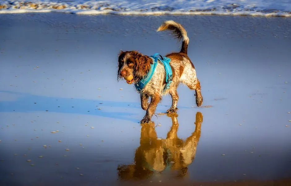 Health, Grooming, and Caring for Your Water Spaniel the Right Way (Image Credits: Pexels)