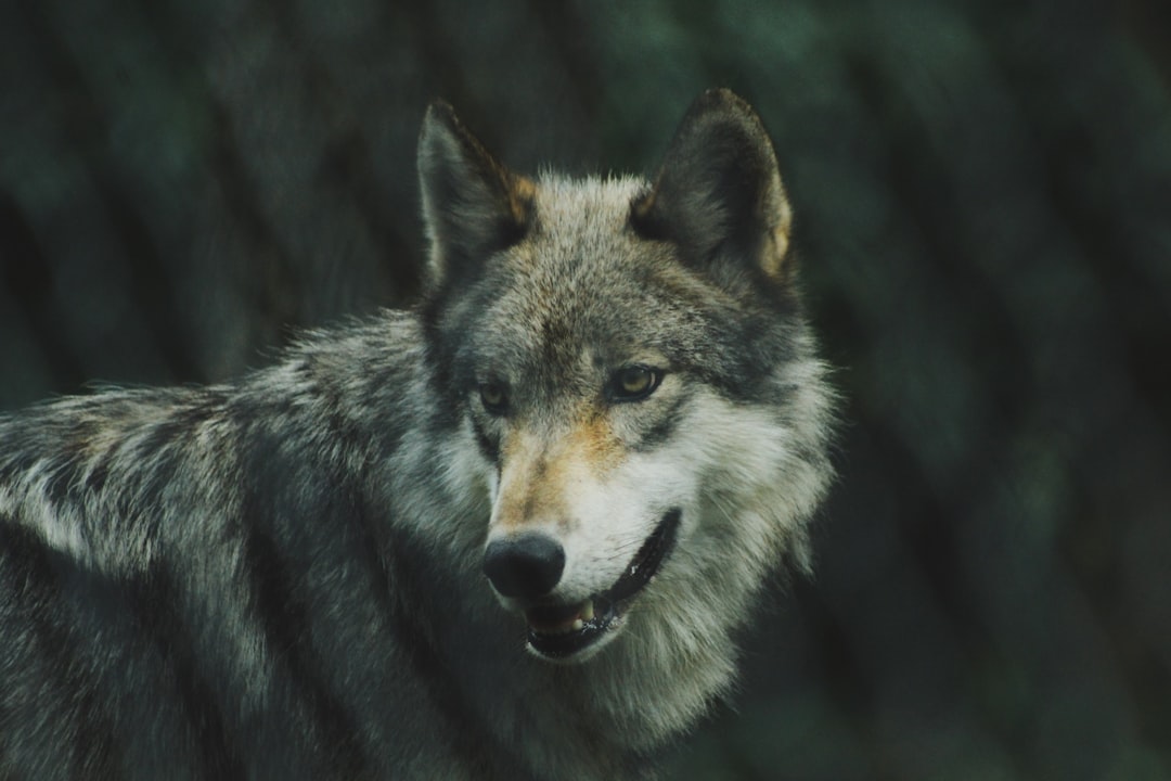 Aries (March 21 – April 19): The Gray Wolf (Image Credits: Unsplash)