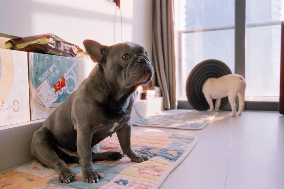 11. French Bulldog: The Urban Zen Warrior (Image Credits: Unsplash)