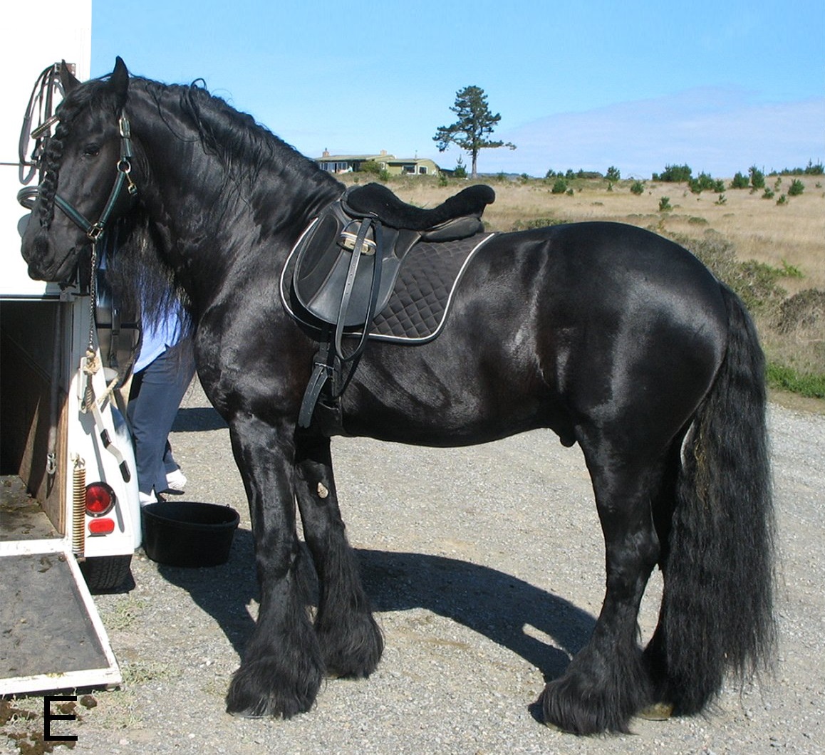 Cancer - The Protective Friesian (Image Credits: Wikimedia)