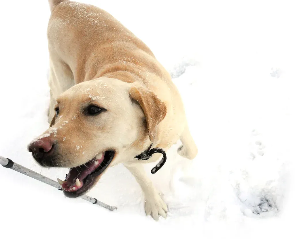 15. They Follow a Consistent Routine and Thrive Within It (smerikal, Flickr, CC BY-SA 2.0)