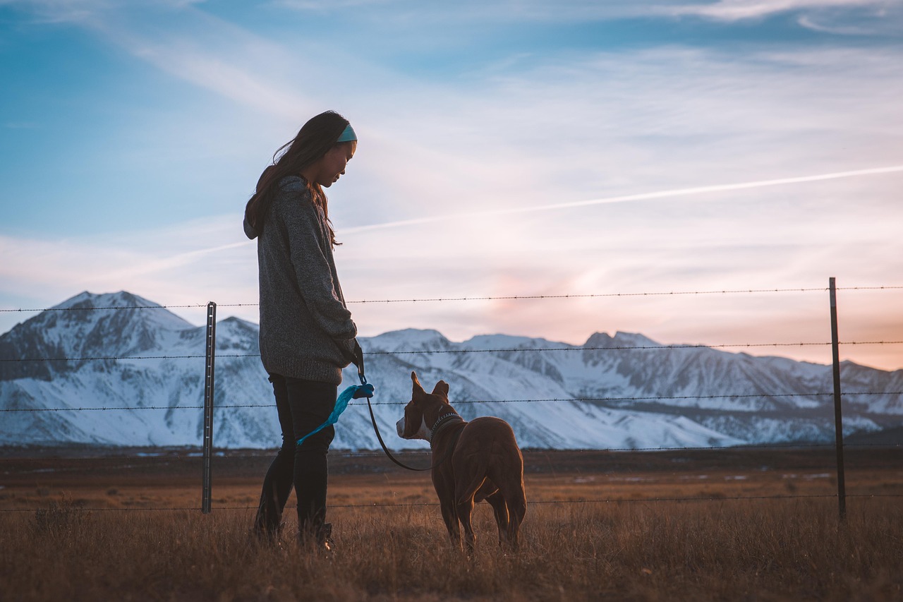 The Shadow Dance: When Your Dog Becomes Your Constant Companion (Image Credits: Pixabay)