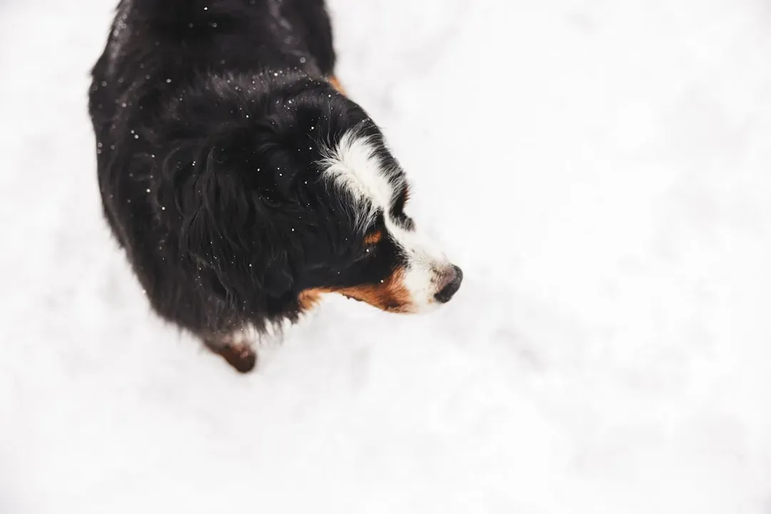 Conclusion: Know Your Dog, Respect the Weather (Image Credits: Unsplash)