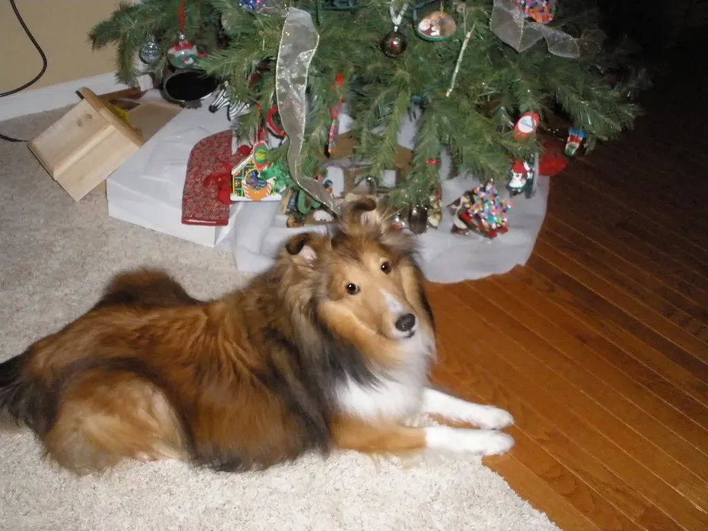 10. Shetland Sheepdog (Sheltie): Sensitive, Smart, and Secretly Nippy (lovinlife642000, Flickr, CC BY-SA 2.0)