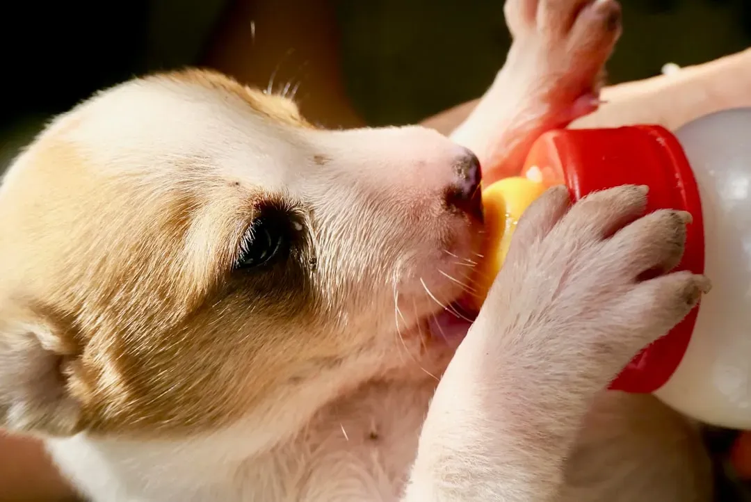 The Foundations of Canine Attachment (Image Credits: Unsplash)