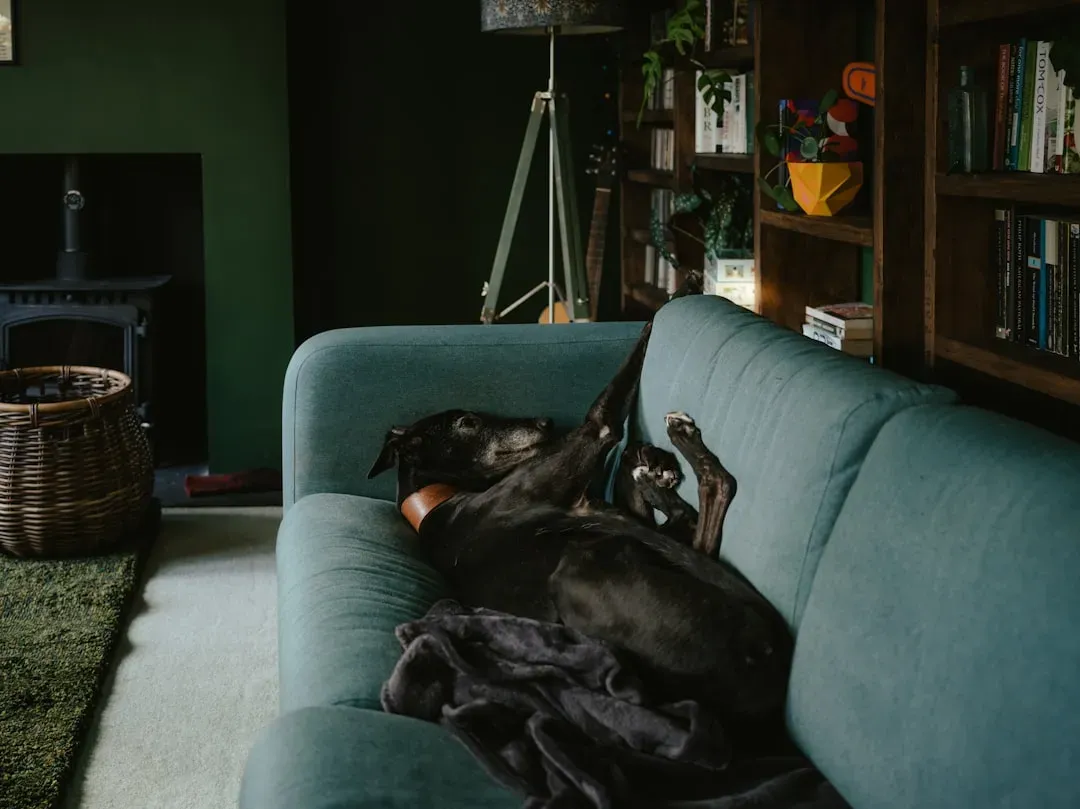 #19. Greyhound - The Surprising Couch Potato (Image Credits: Unsplash)