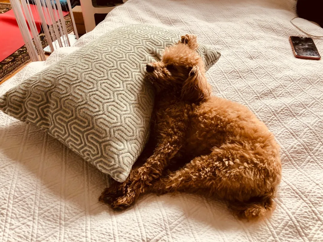 Your Scent: A Canine Comfort Blanket (Image Credits: Unsplash)