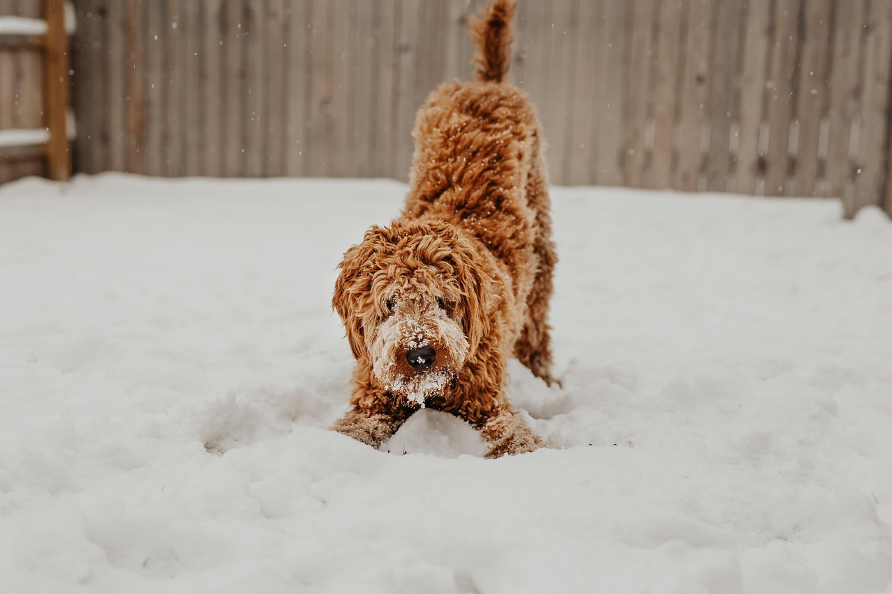 Tail Wagging Doesn't Always Mean Happiness (Image Credits: Pixabay)