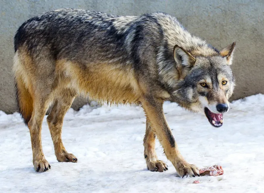 7. Wolves Support Scavengers and Feed Dozens of Species (Image Credits: Pexels)