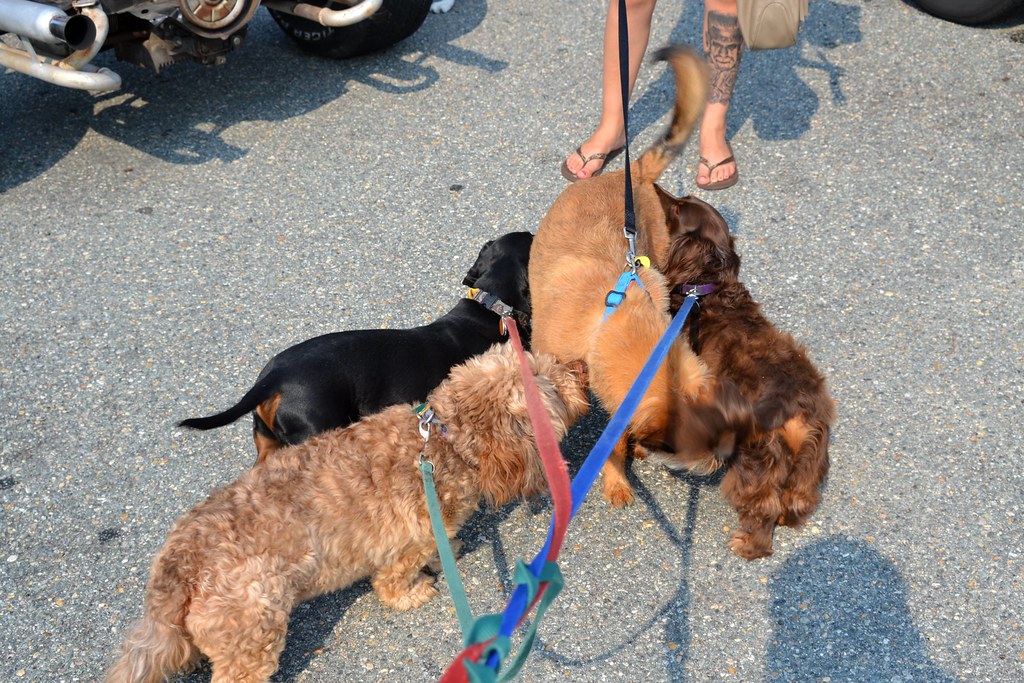 Investigating Other Dogs' Rear Ends (Image Credits: Flickr)