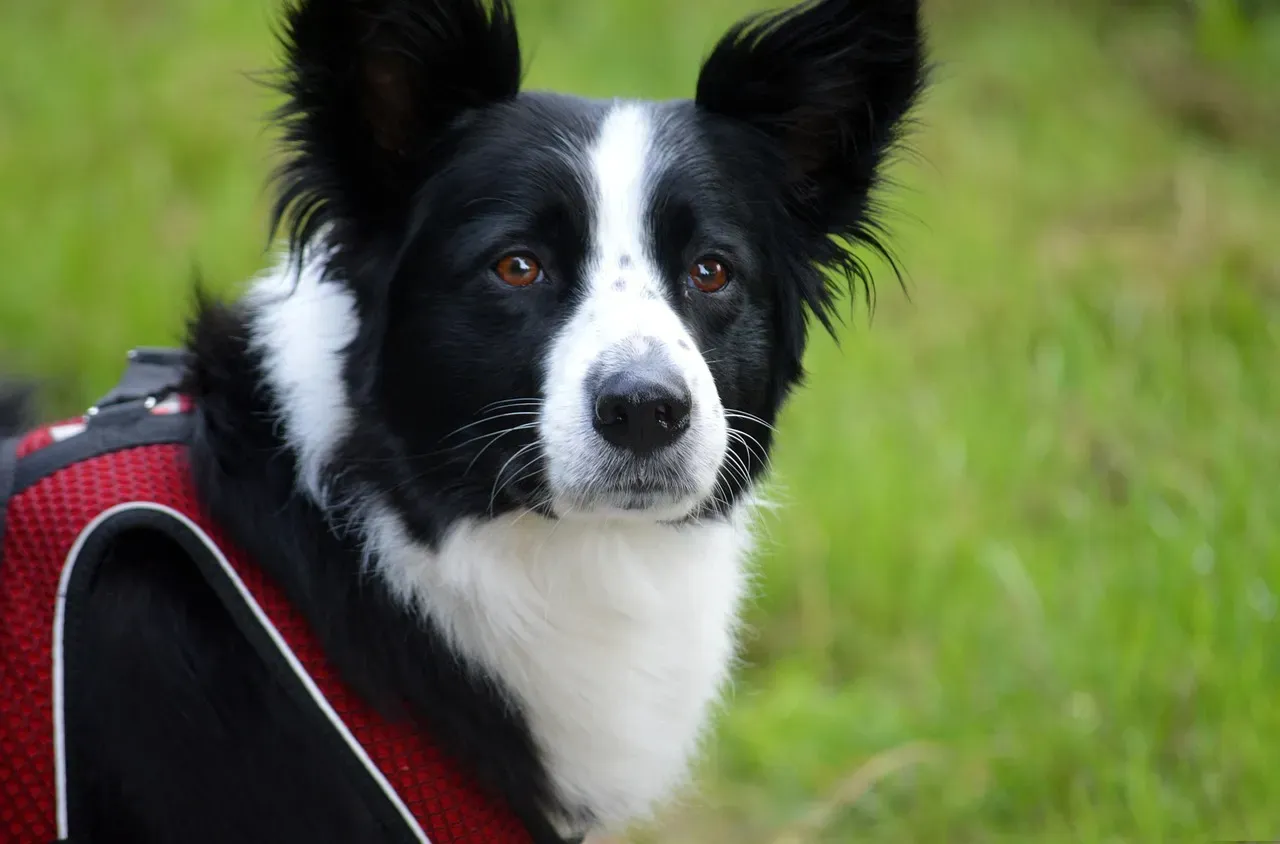 4. The Border Collie: The Overachiever Who Is Exhausted by Your Mediocrity (Image Credits: Pixabay)