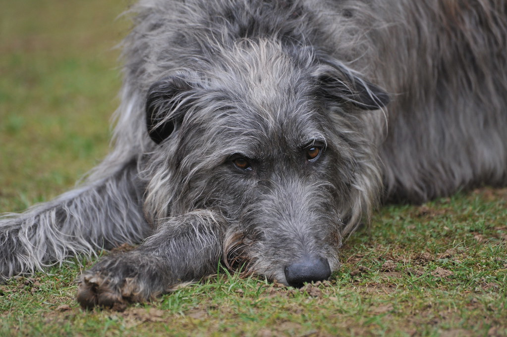 Scottish Deerhounds (Image Credits: Flickr)