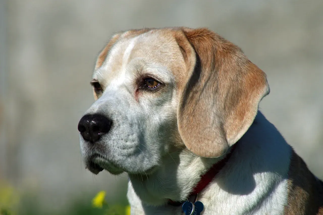 2. Beagle: Nose First, Commands Never (Image Credits: Pixabay)
