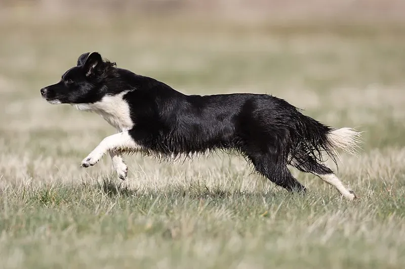 Unmatched Energy Levels to Keep You Moving (By Hans-Jörg Hellwig, CC BY-SA 3.0)