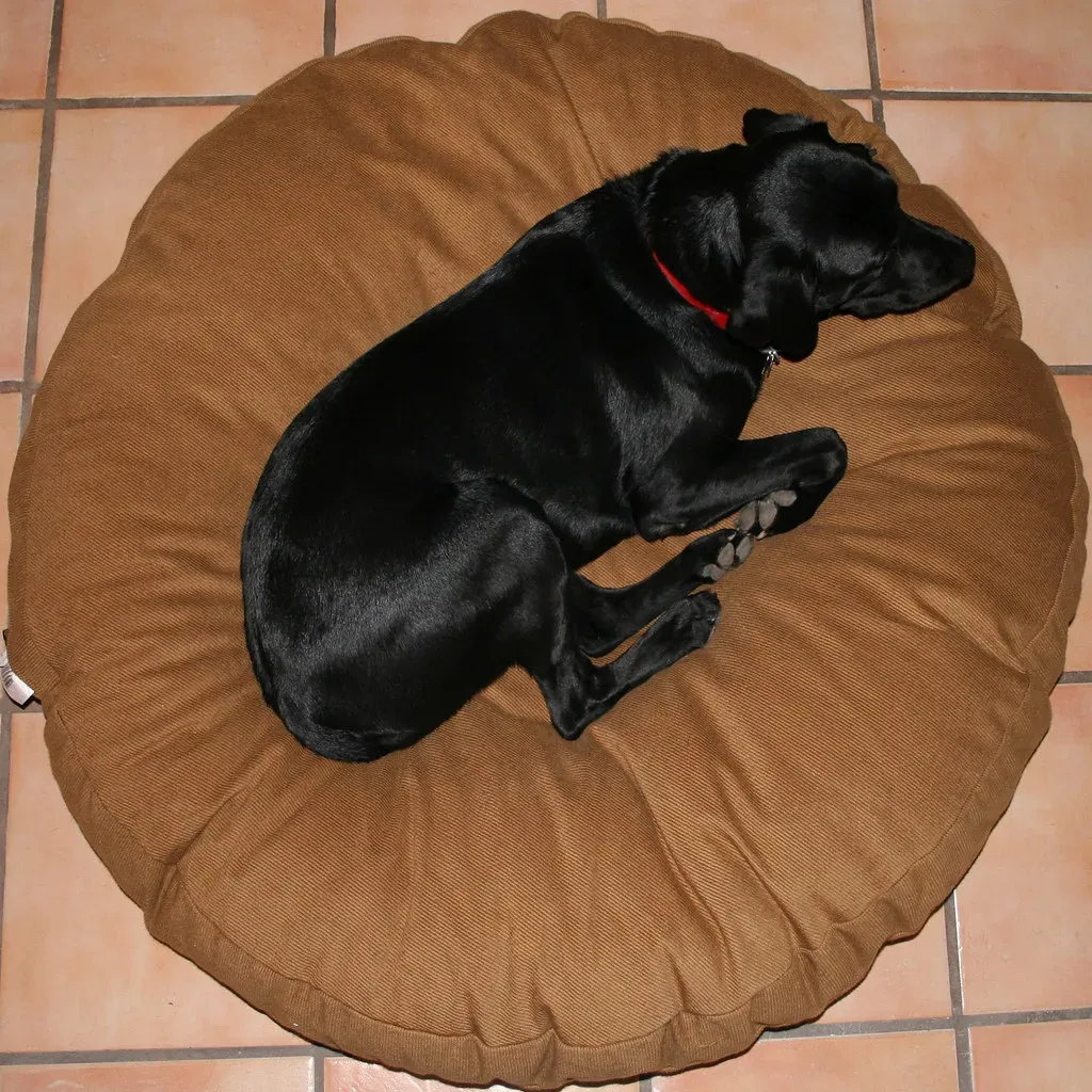 Spinning Before Lying Down: Your Dog's Inner Wolf Is Still House-Hunting (Image Credits: Flickr)