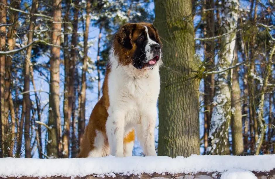 Pisces: Saint Bernard (Image Credits: Pexels)