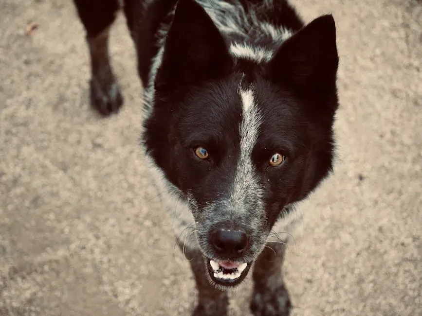 12. Karelian Bear Dog: The Bold Bear Specialist (Image Credits: Pexels)