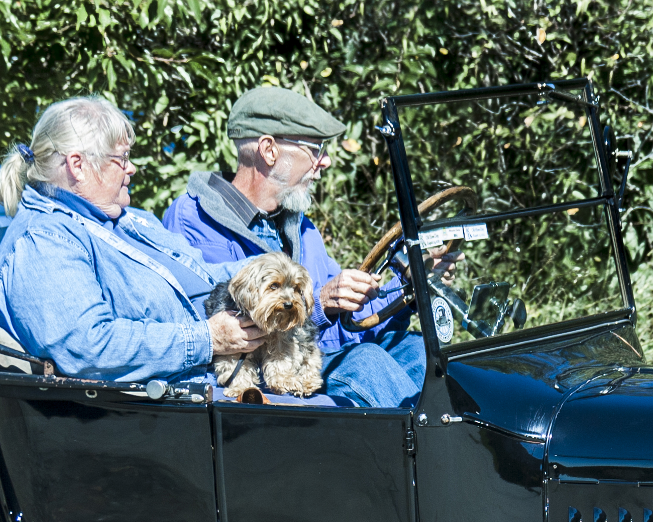 10. Choosing Your Lap as Their Throne (Image Credits: Wikimedia)