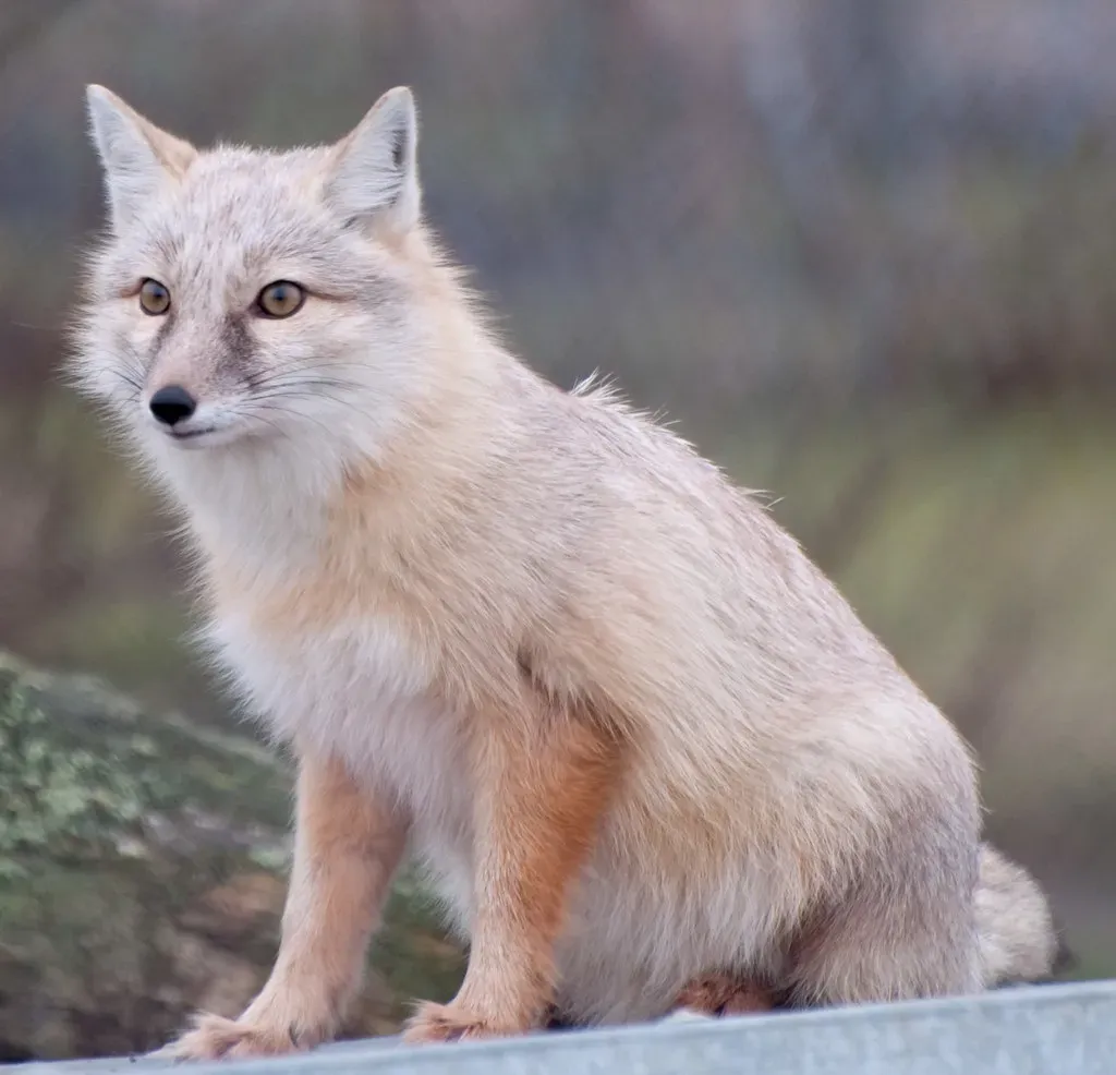 #9 Sagittarius (November 22 – December 21): The Corsac Fox (Harlequeen, Flickr, CC BY 2.0)