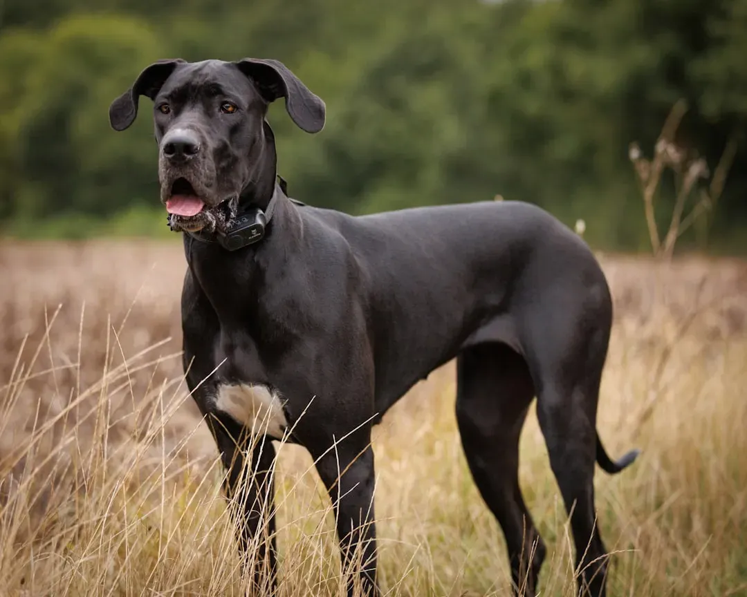 3. Great Dane: The Laid-Back Skyscraper of the Dog World (Image Credits: Unsplash)