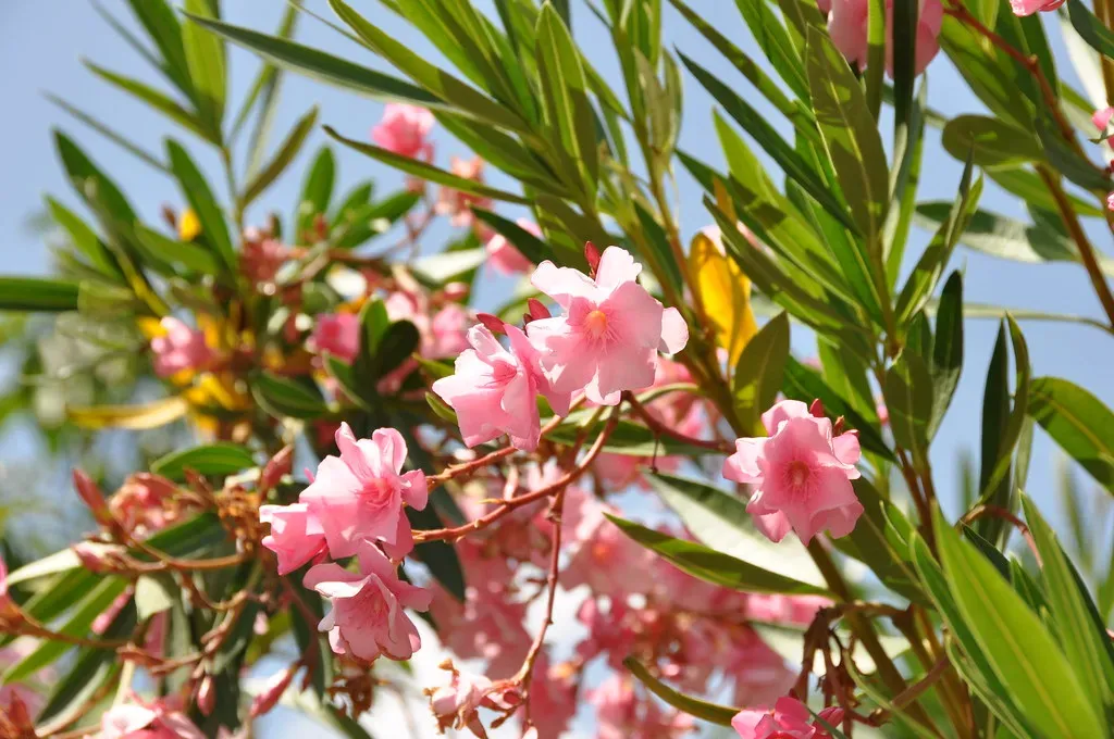 8. Oleander - A Garden Staple That's Toxic to the Core (Francesco Minchiatti, Flickr, CC BY-SA 2.0)