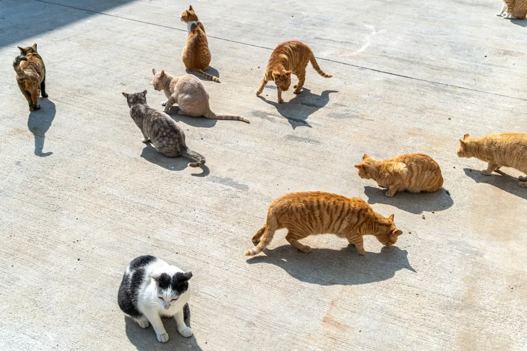 #13 - "Cats of Certain Breeds Don't Need Socialization" (Image Credits: Unsplash)