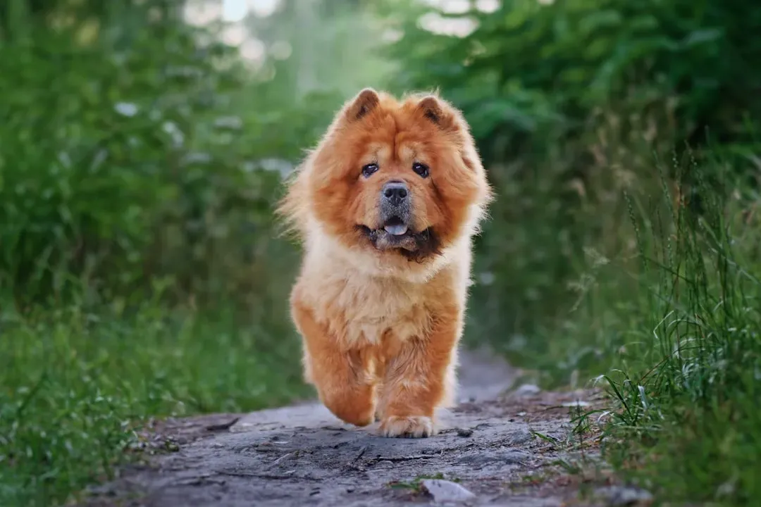 #8. The Free-Spirited Healer: INFP and the Chow Chow (Image Credits: Unsplash)