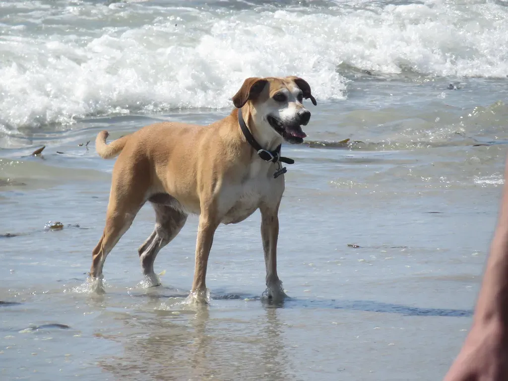 1. Carmel-by-the-Sea, California: Where the Beach Belongs to Your Dog (Doreeno, Flickr, CC BY-SA 2.0)