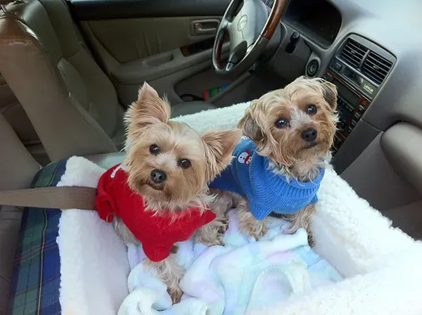 Yorkshire Terriers: Silky Coats Without Warmth (Image Credits: Flickr)