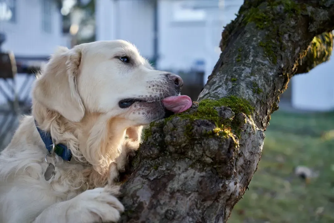 Stay Alert to Behavioral and Health Changes (Image Credits: Unsplash)
