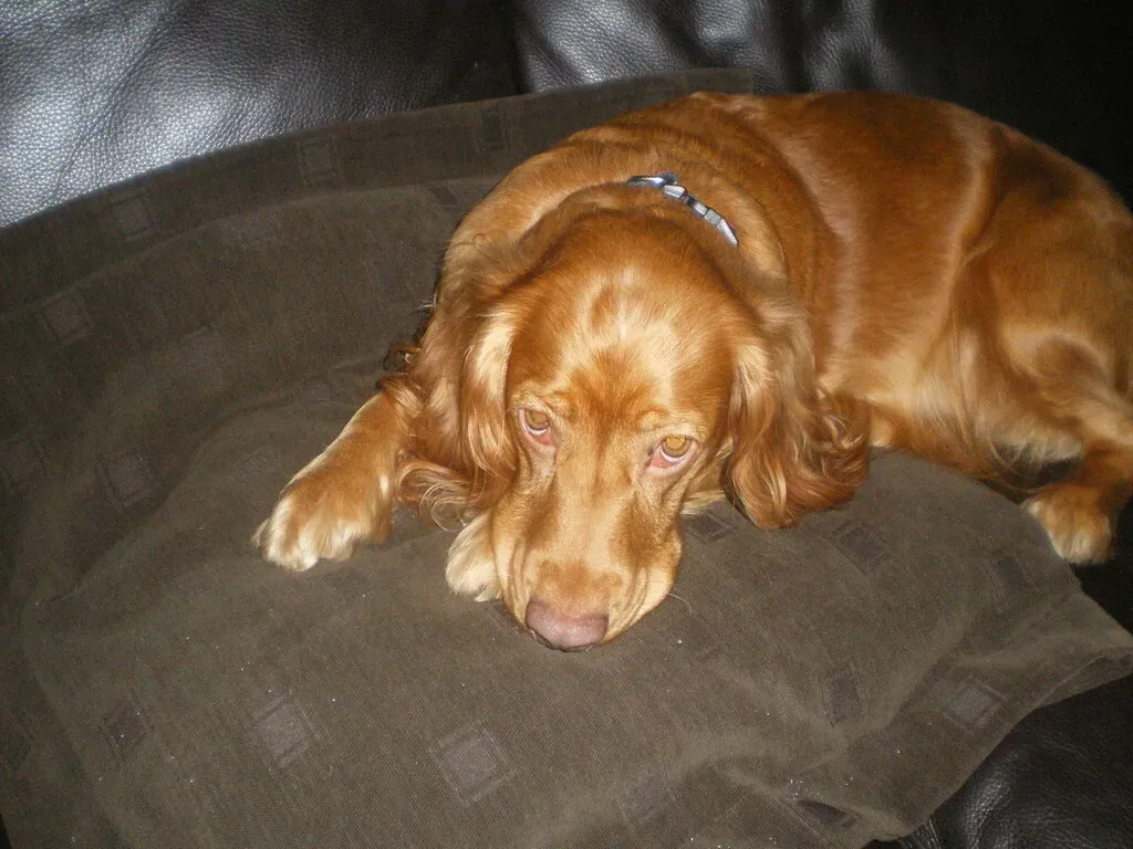 Cocker Spaniel: The Sensitive Soul Behind Those Soulful Eyes (Image Credits: Flickr)